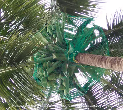 Coconut Tree Safety Nets