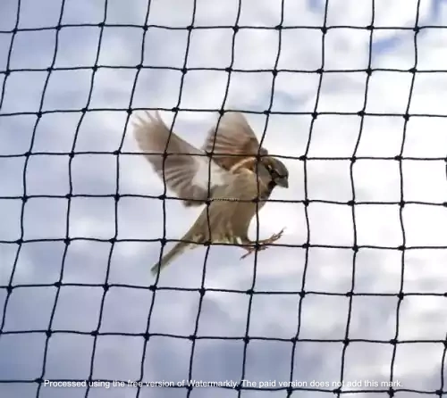 Sparrow Protection Nets